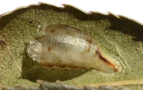 Réf. 321 375 : Xanthandrus comtus